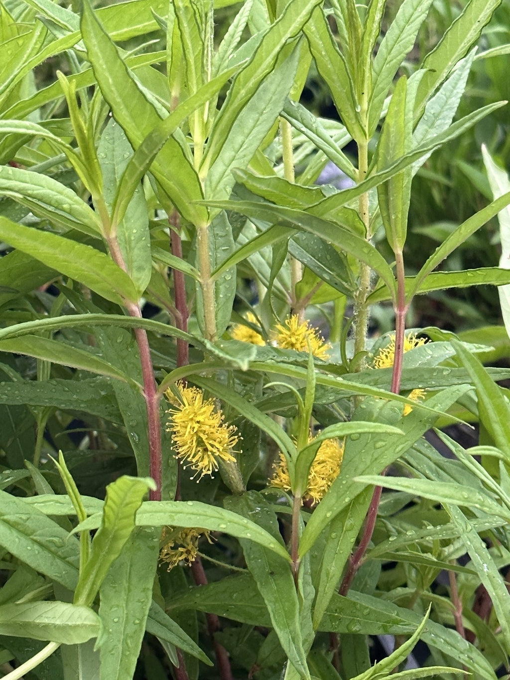 Lysimachia thyrsiflora