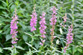 Lythrum salicaria 'Rosy Gem'