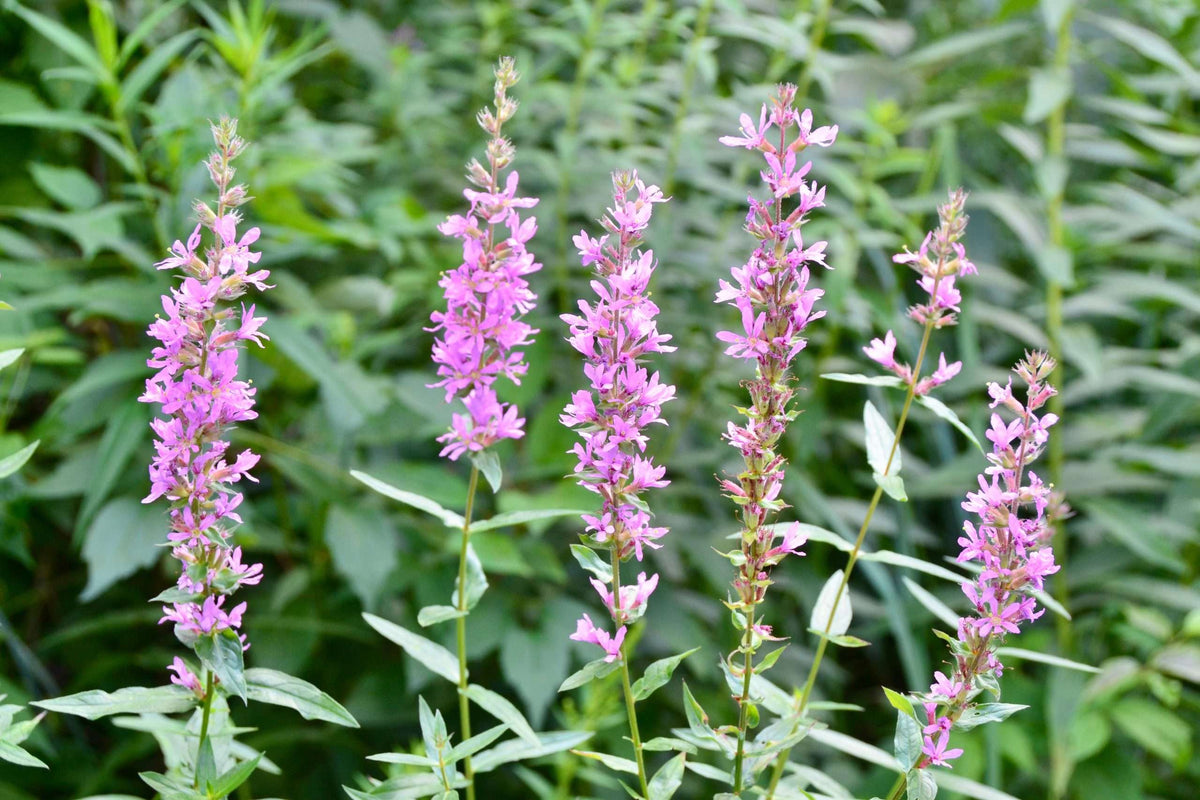 Lythrum salicaria 'Rosy Gem'