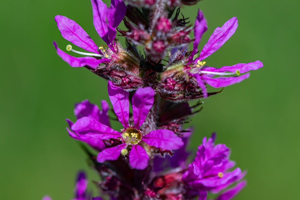 Lythrum salicaria