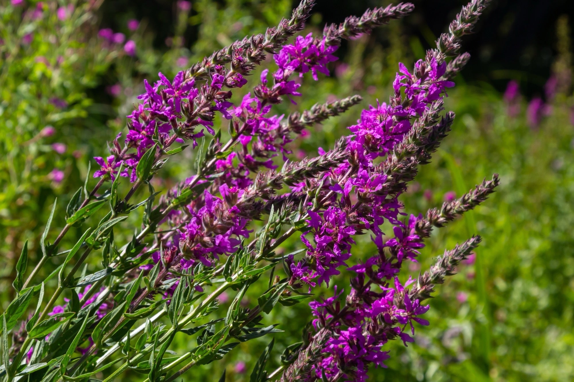 Lythrum salicaria