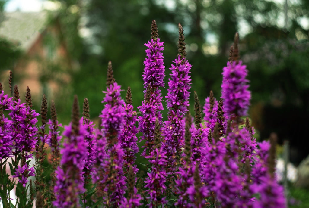 Lythrum salicaria