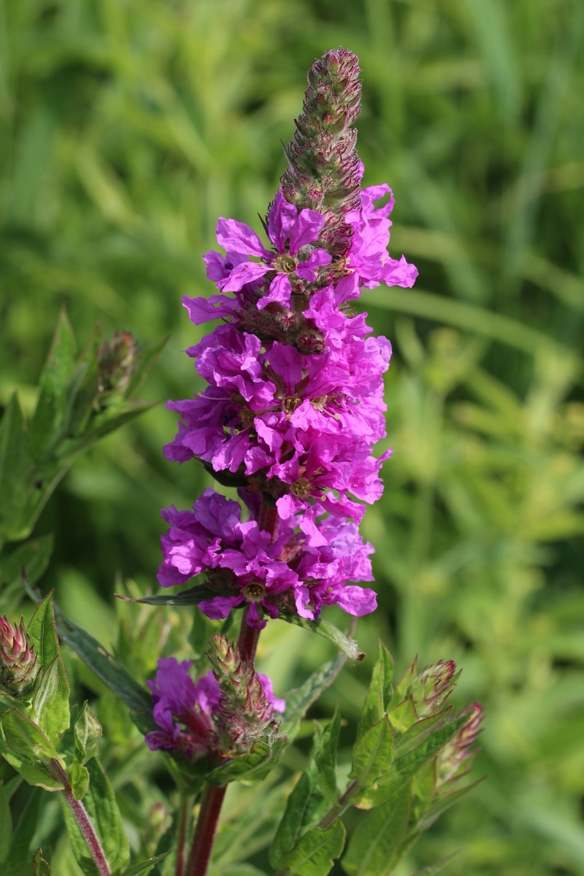 Lythrum salicaria
