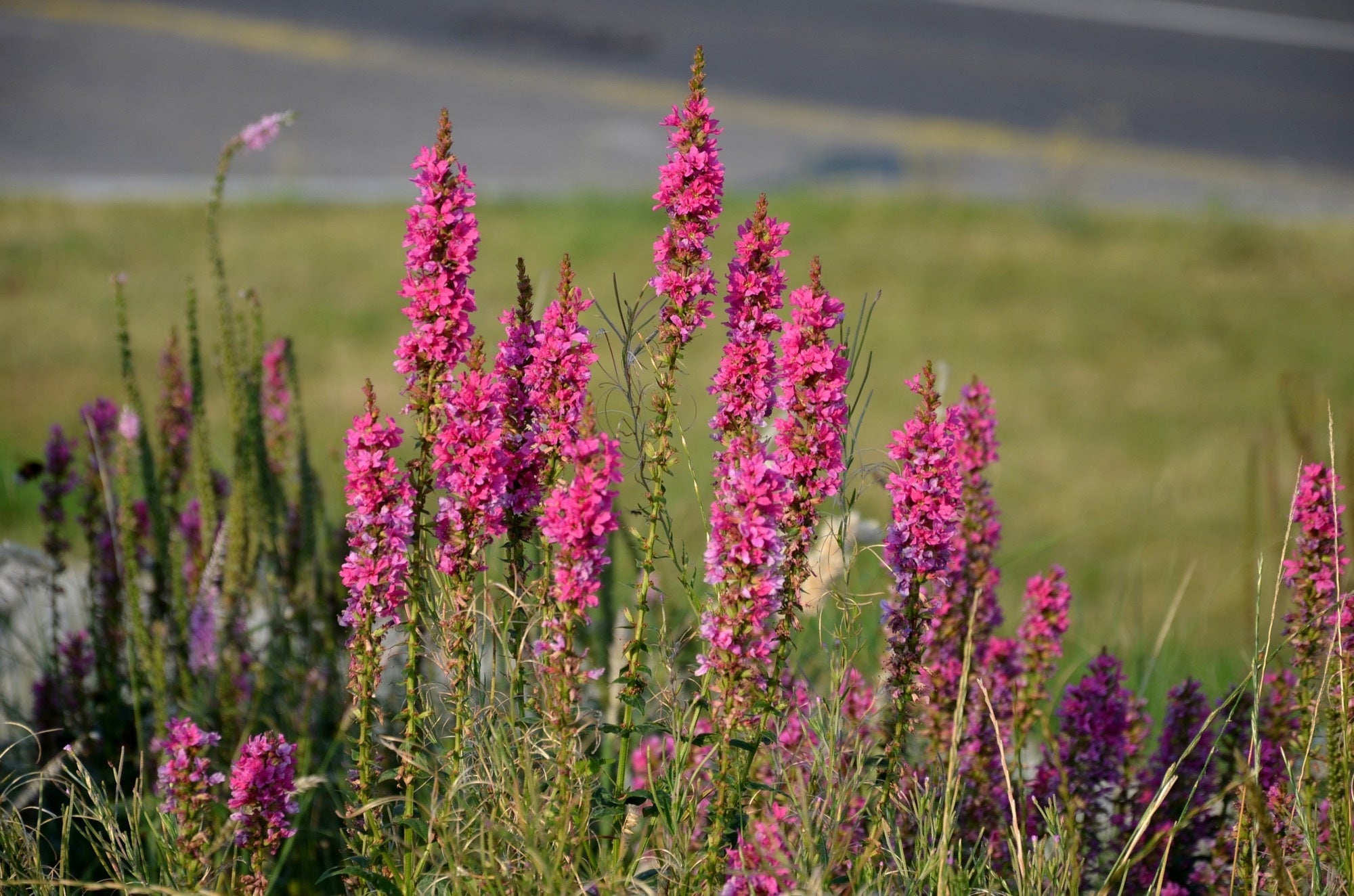 Lythrum salicaria 'Robert'