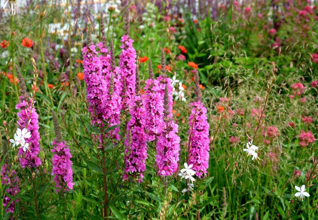 Lythrum salicaria 'Robert'