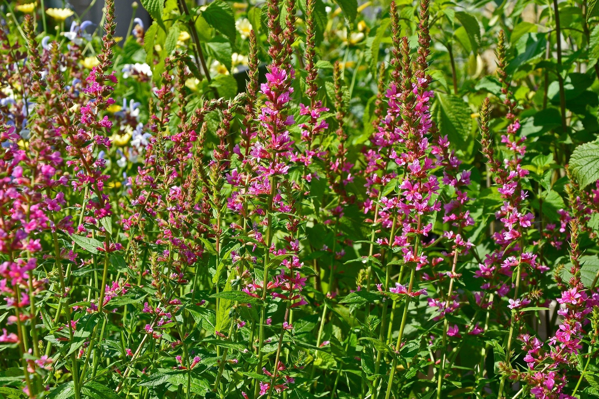 Lythrum salicaria 'Robert'