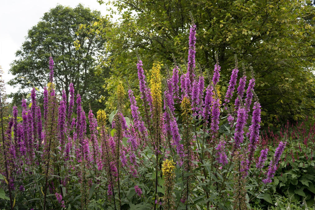 Lythrum salicaria 'Rosy Gem'