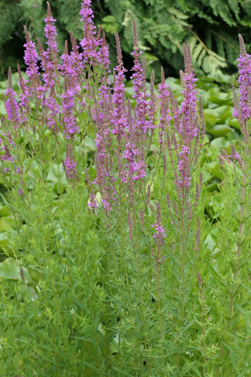 Lythrum salicaria 'Rosy Gem'