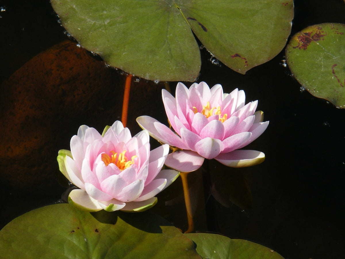 Nymphaea 'Madame Wilfron Gonnere'
