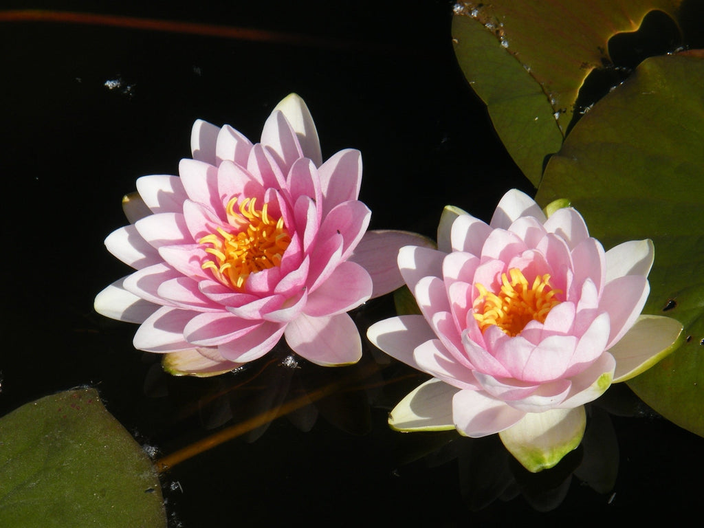 Nymphaea 'Madame Wilfron Gonnere'