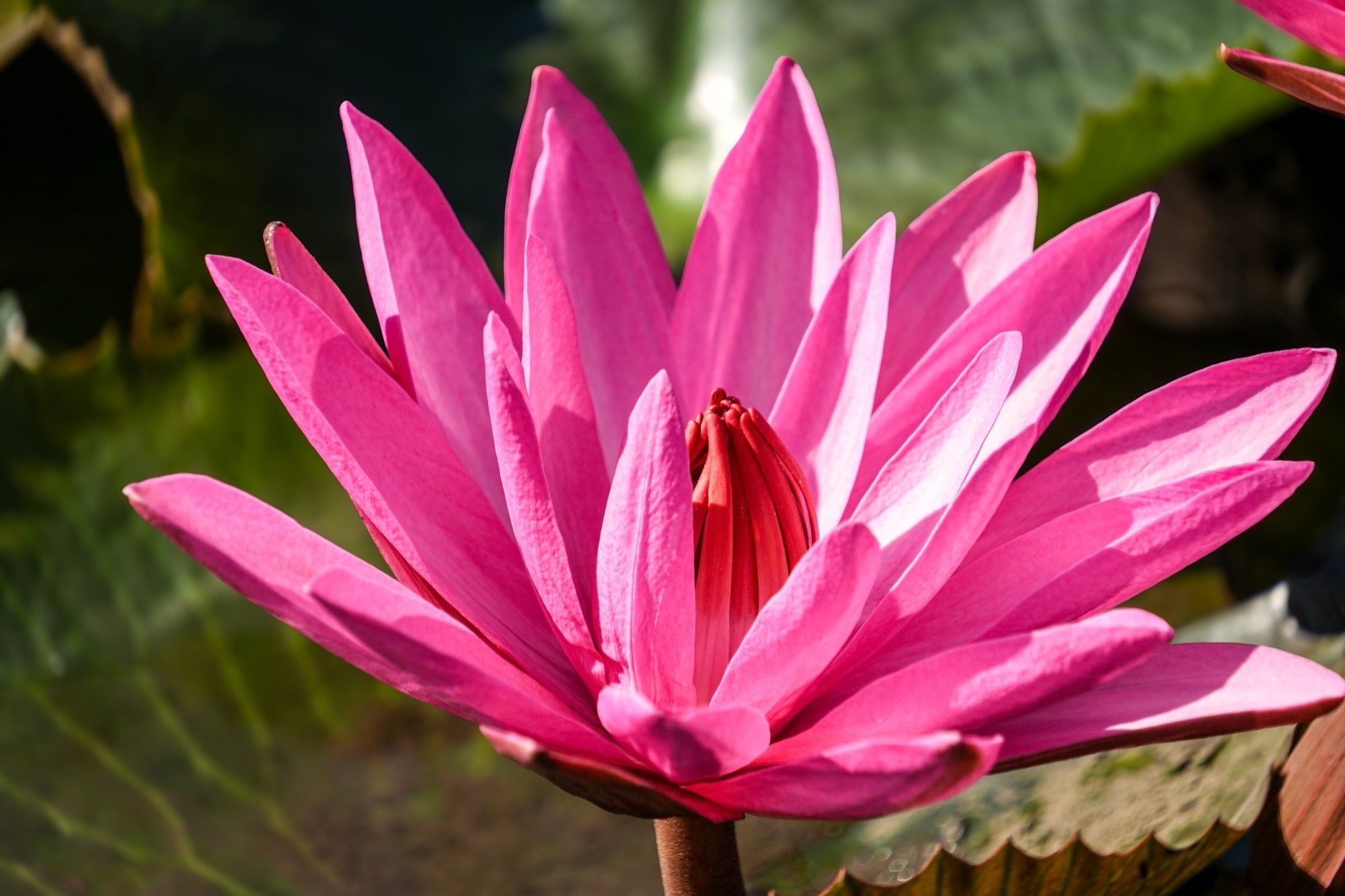 Nymphaea 'Magnificent'