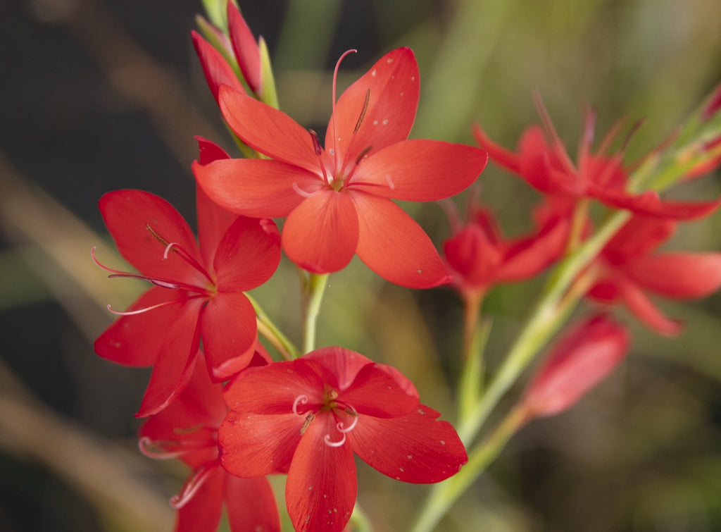 Schizostylis coccinea 'Major'