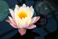 Nymphaea 'Mangkala Ubol'