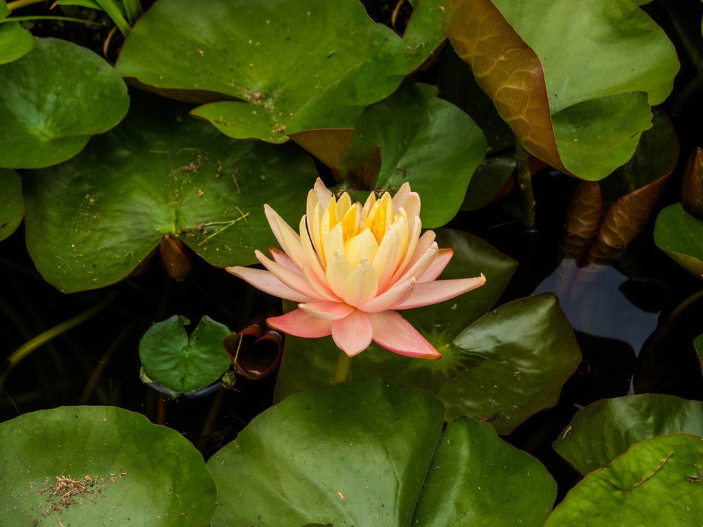 Nymphaea 'Mangkala Ubol'