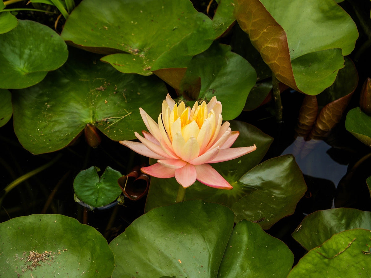 Nymphaea 'Mangkala Ubol'
