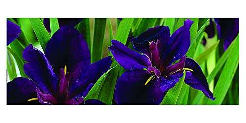 Iris louisiana 'Black Gamecock'