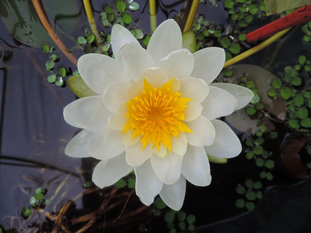 Nymphaea 'Marliacea Albida'