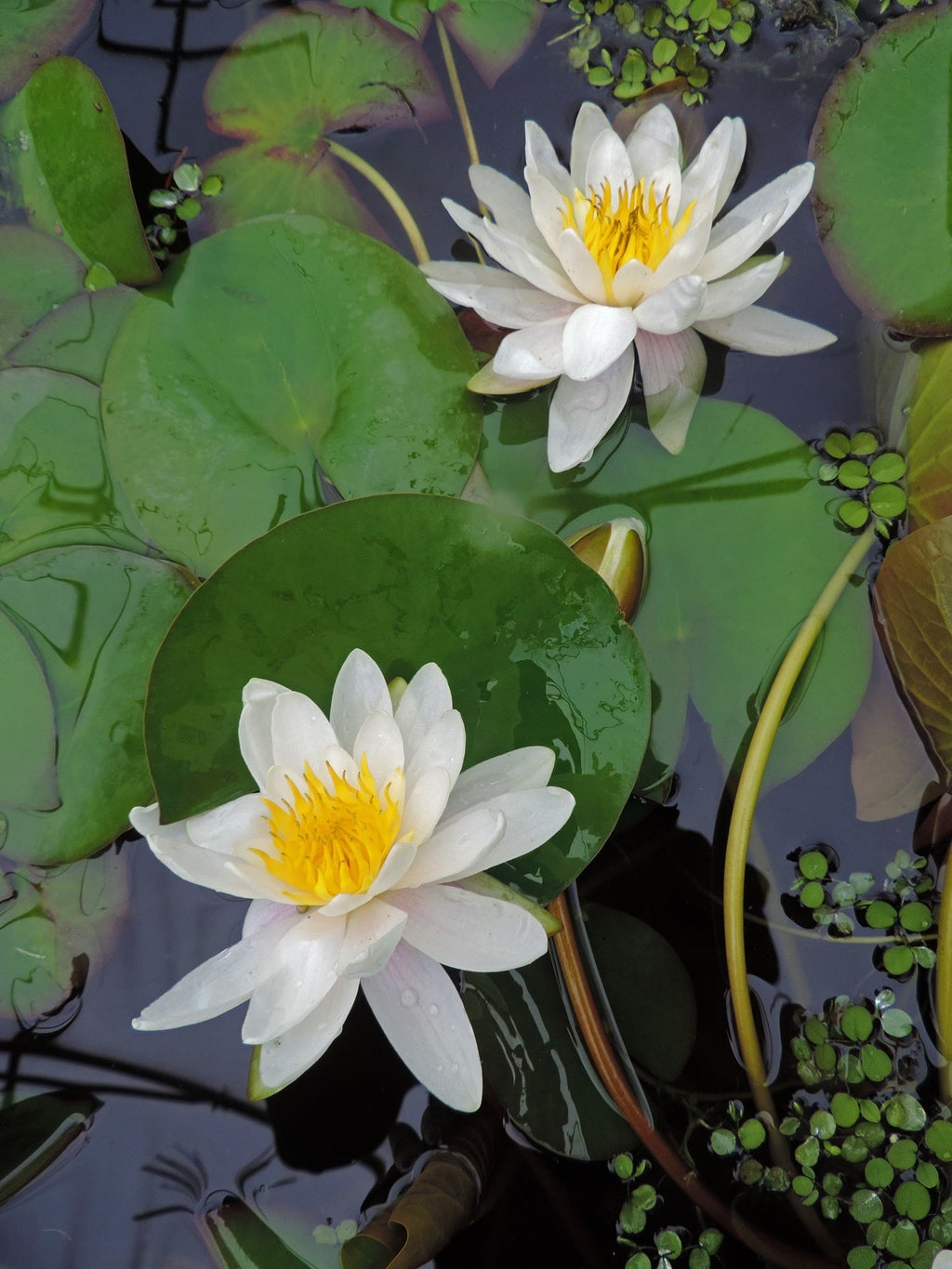 Nymphaea 'Marliacea Albida'
