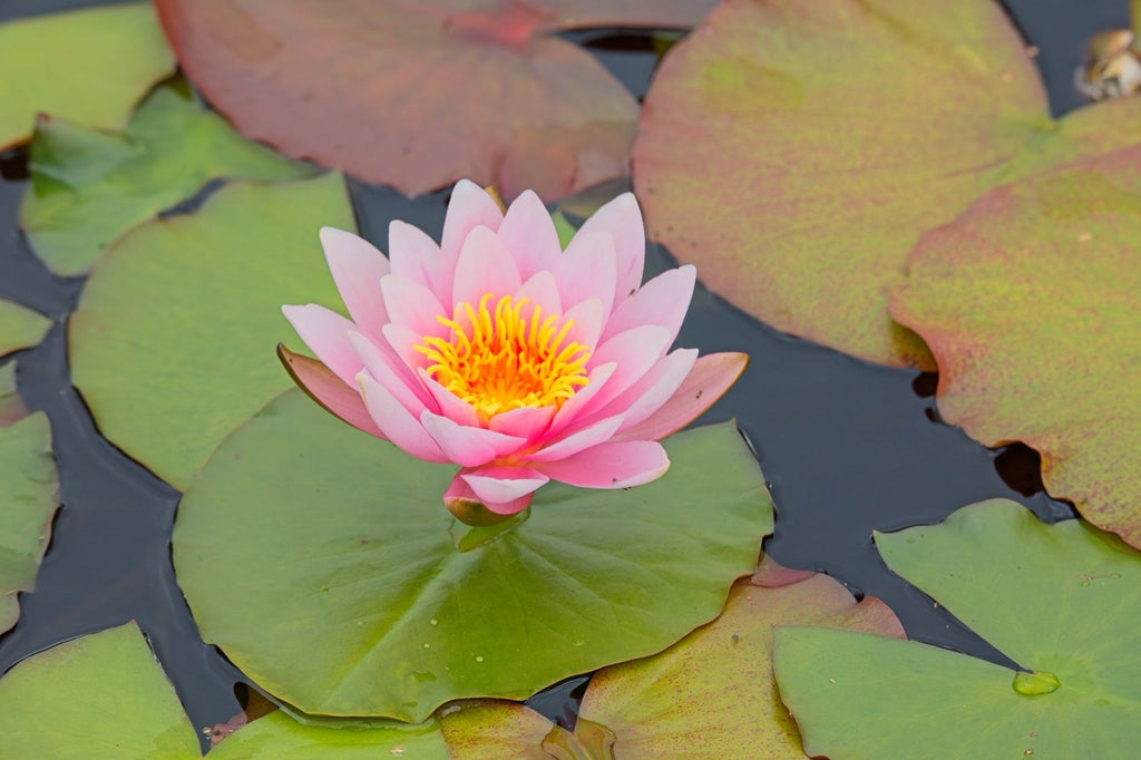 Nymphaea 'Marliacea Carnea'