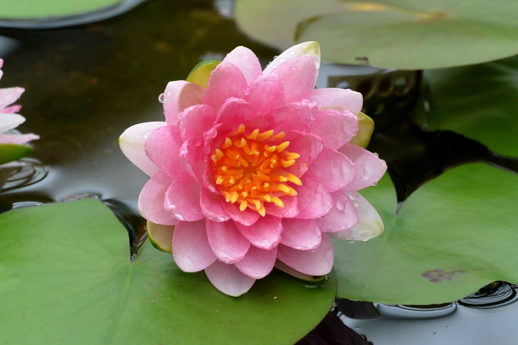 Nymphaea 'Marliacea Carnea'