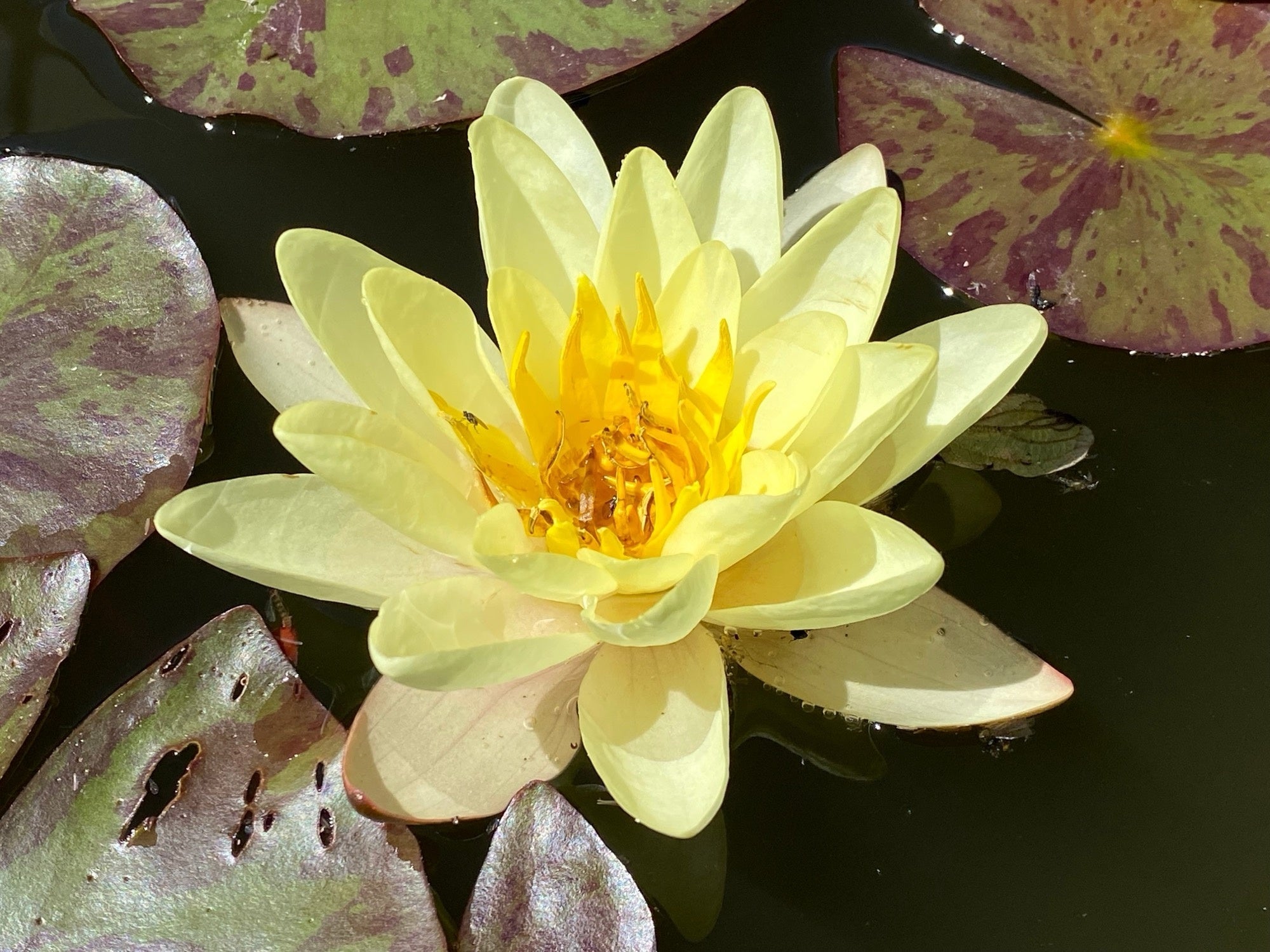 Nymphaea 'Chromatella'