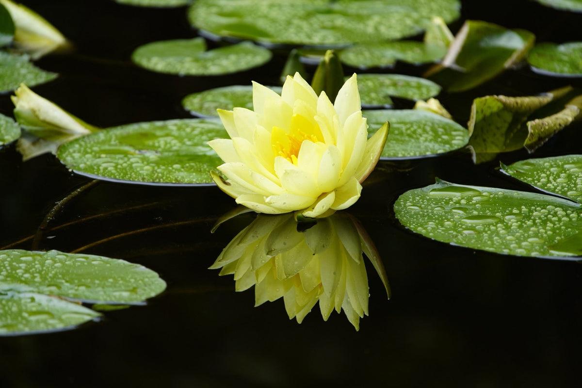 Nymphaea 'Marliacea Chromatella'