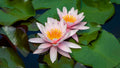 Nymphaea 'Marliacea Rosea'