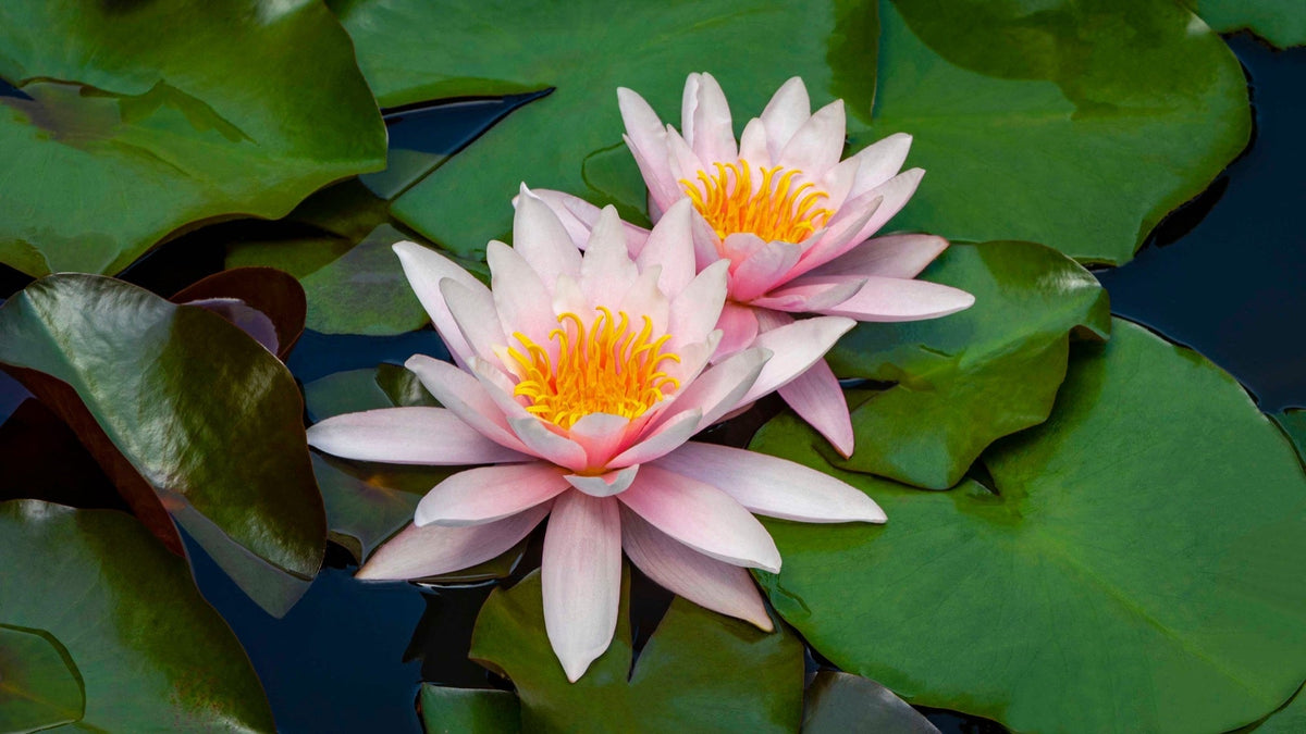 Nymphaea 'Marliacea Rosea'