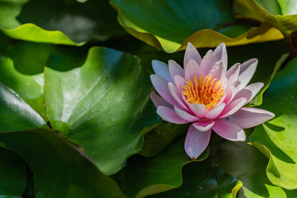 Nymphaea 'Marliacea Rosea'