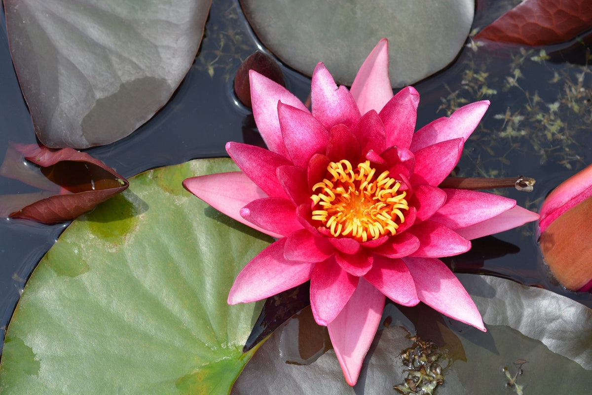 Nymphaea 'Marliacea Rubra Punctata'