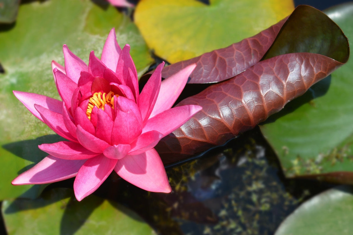 Nymphaea 'Marliacea Rubra Punctata'