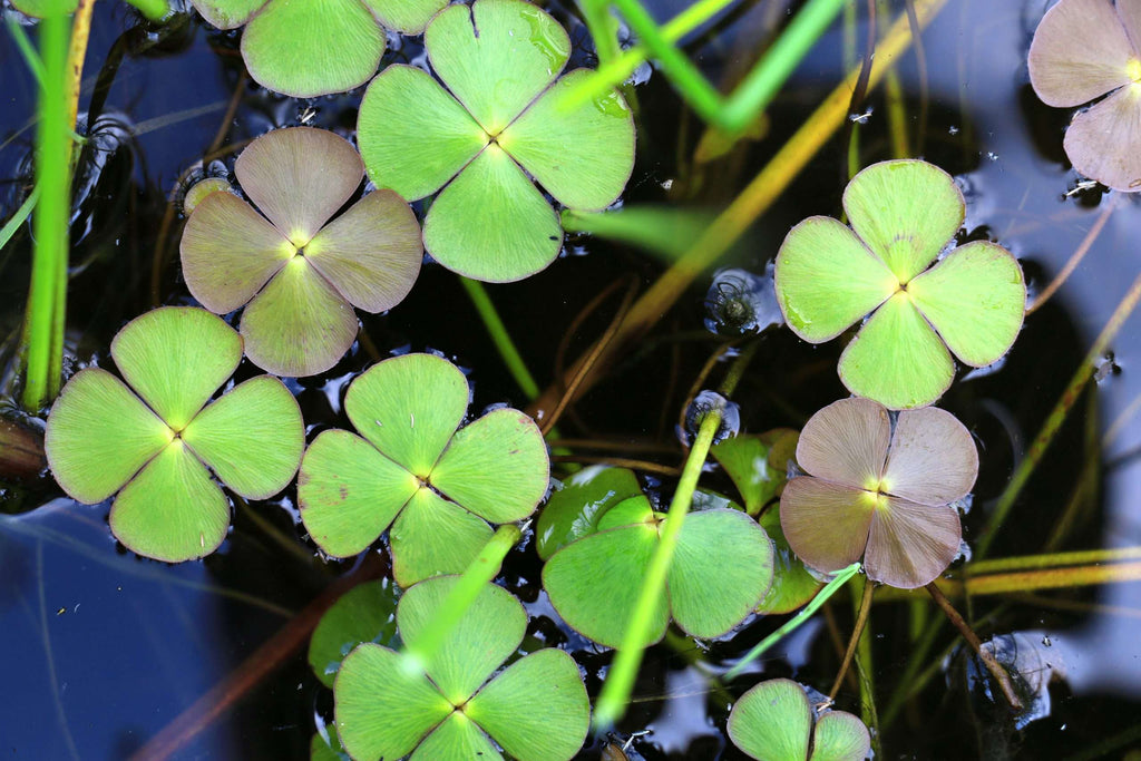 Marsilea quadrifolia
