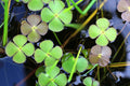Marsilea quadrifolia