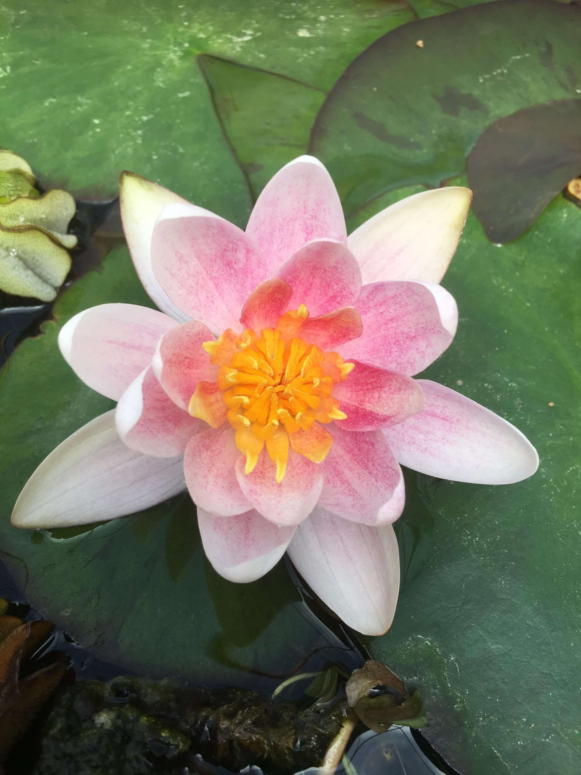 Nymphaea 'Mary Patricia'