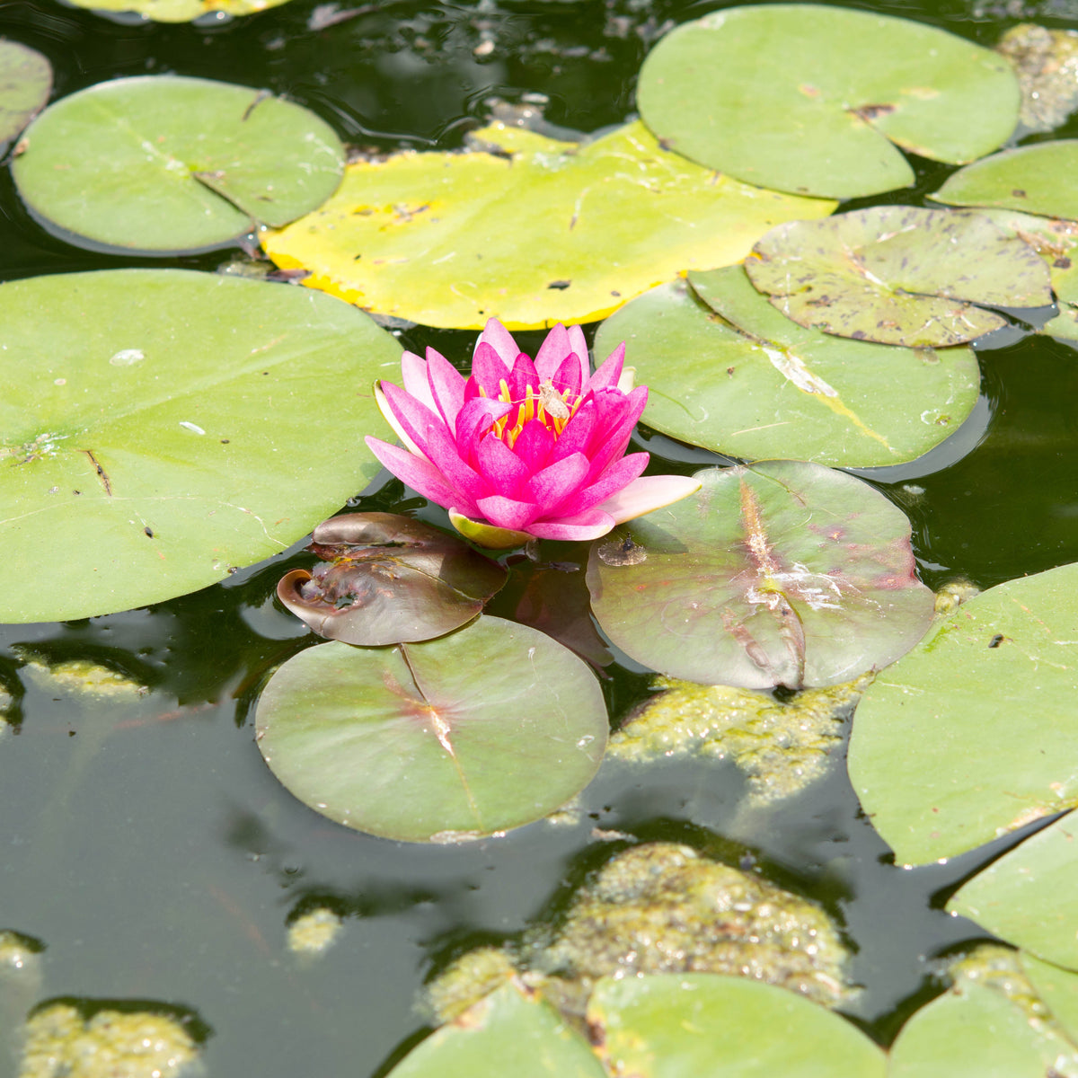 Nymphaea 'Masaniello'