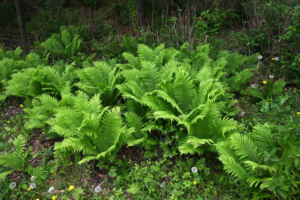 Matteuccia struthiopteris