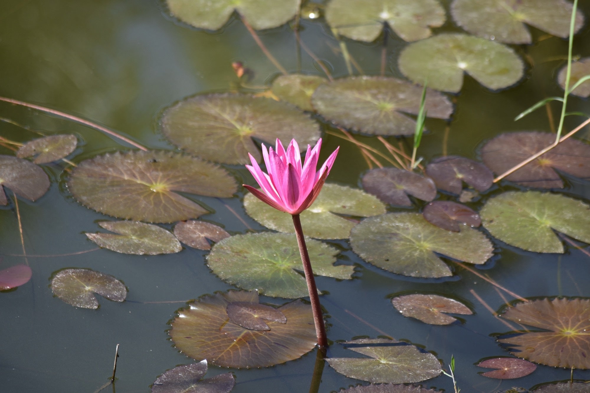 Nymphaea 'Mayla'