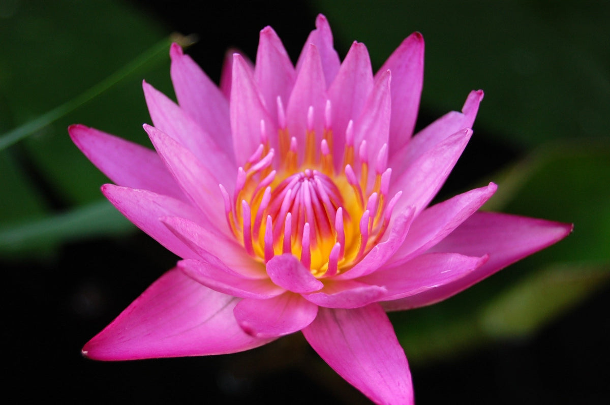 Nymphaea 'Mayla'