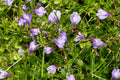 Mazus reptans