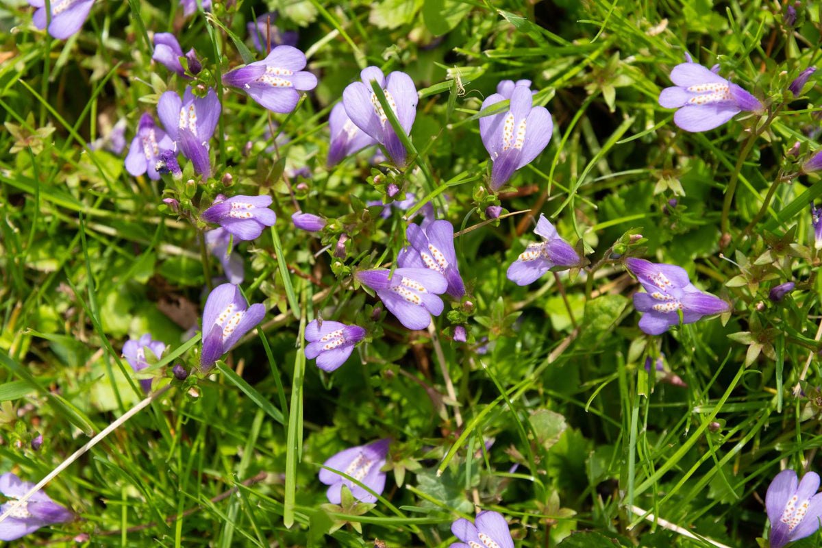 Mazus reptans