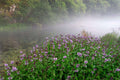 Mentha aquatica
