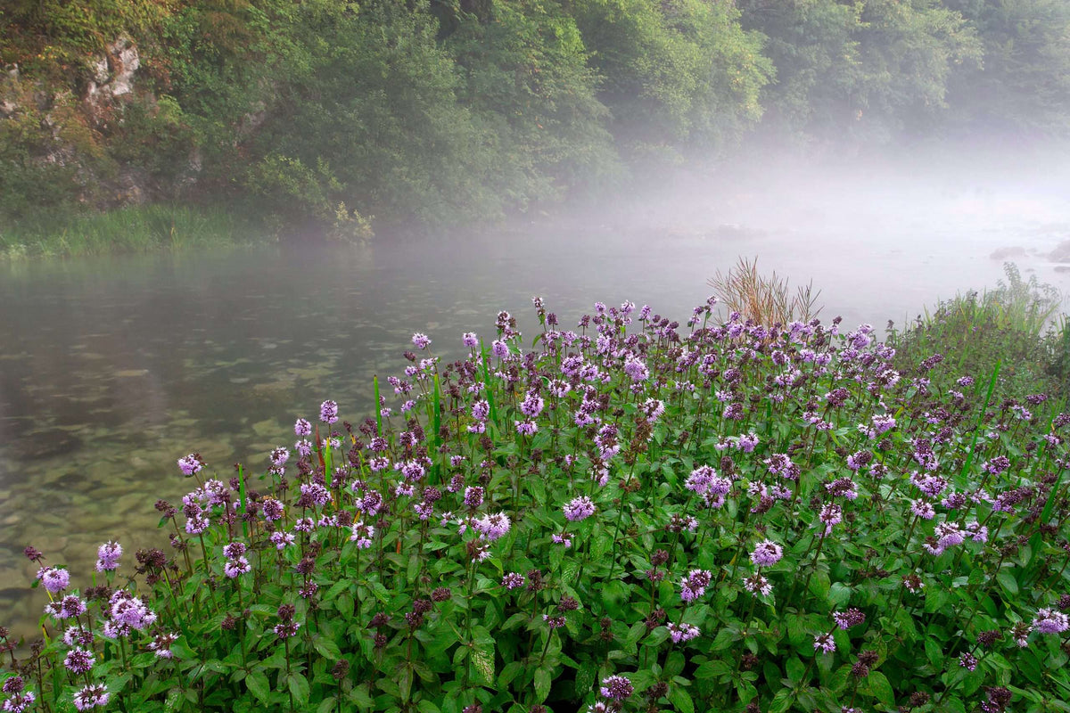 Mentha aquatica