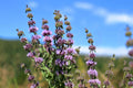 Mentha pulegium