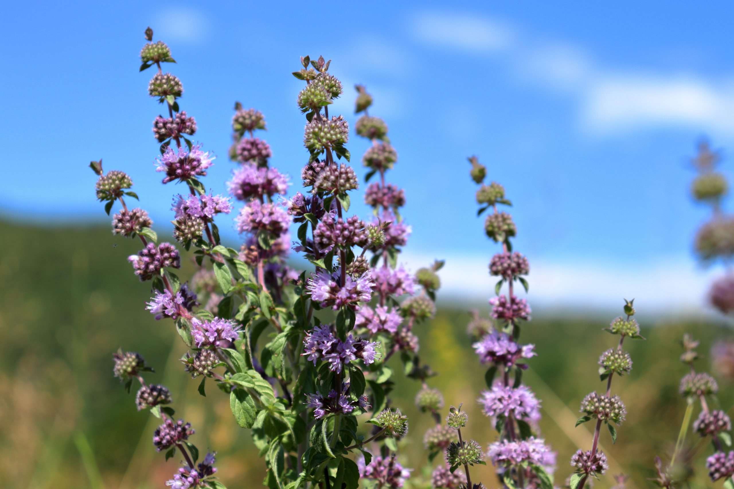 Mentha pulegium