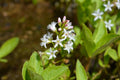 Menyanthes trifoliata