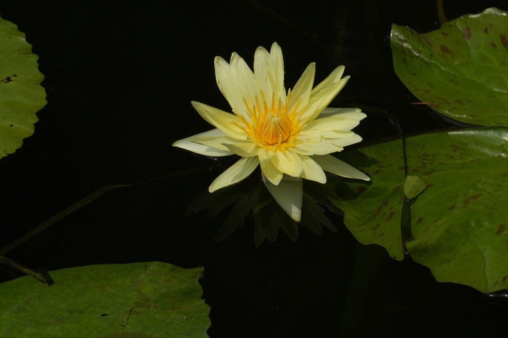 Nymphaea 'Mexicana (Sunrise)'