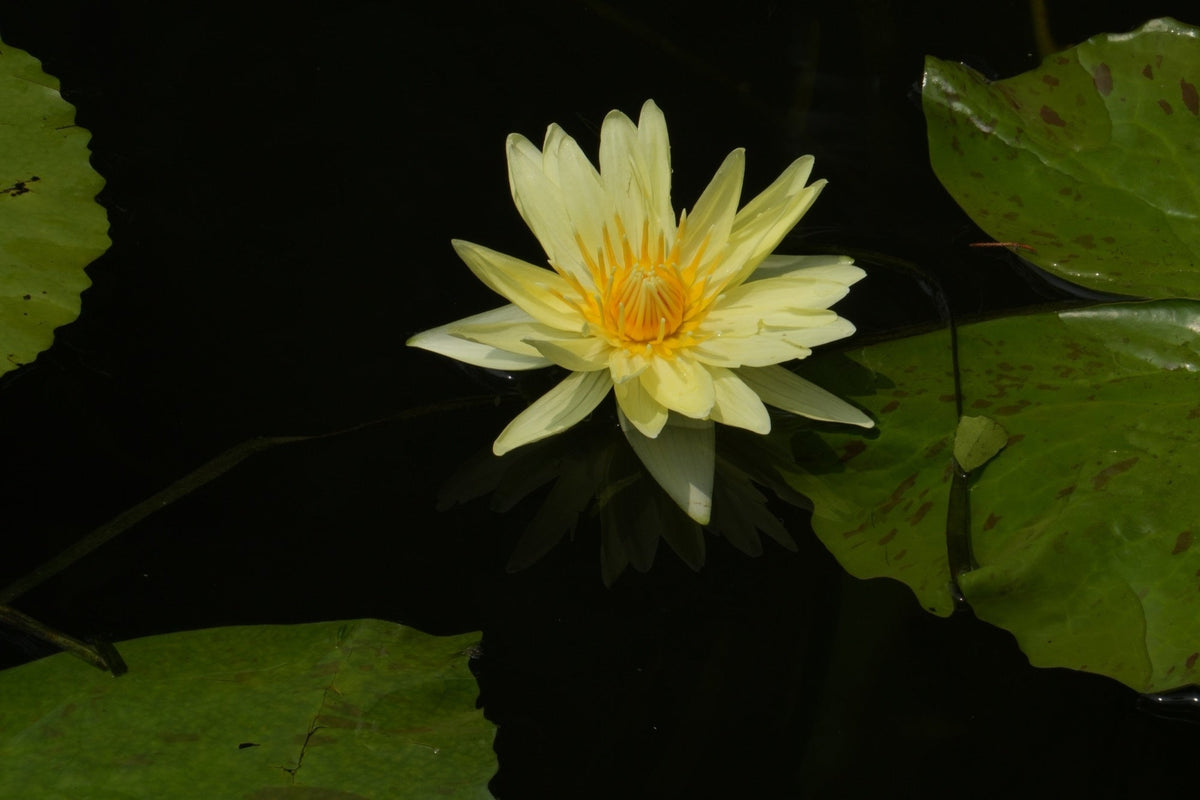 Nymphaea 'Mexicana (Sunrise)'