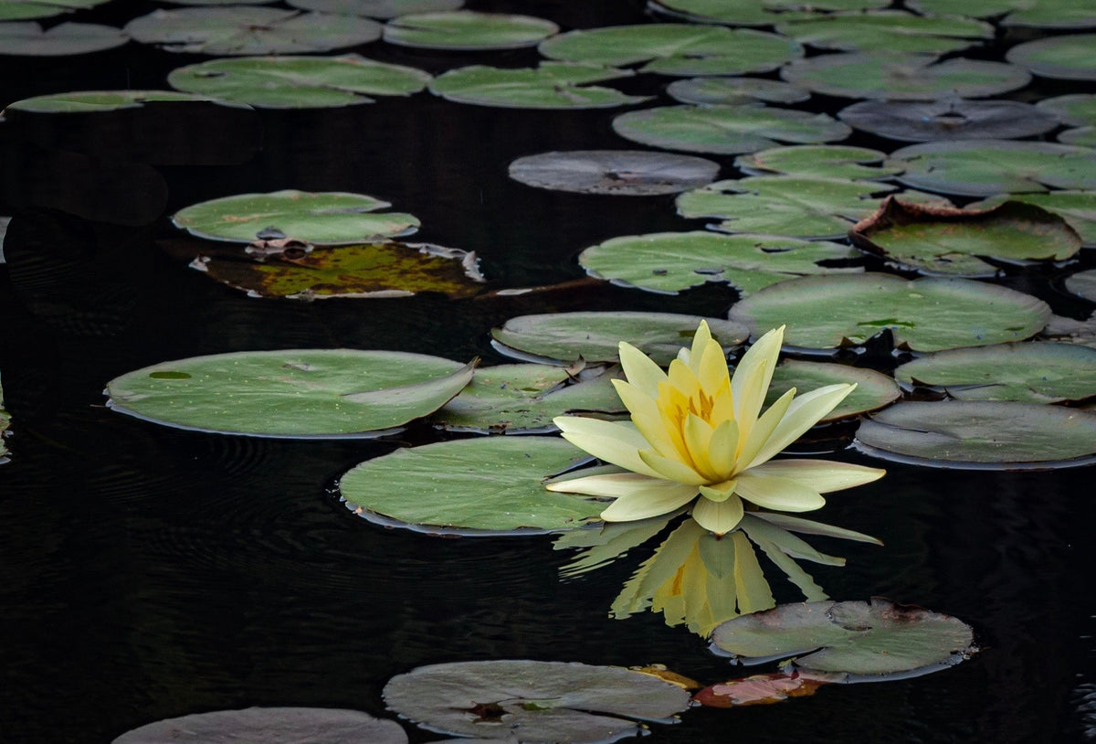 Nymphaea 'Mexicana (Sunrise)'