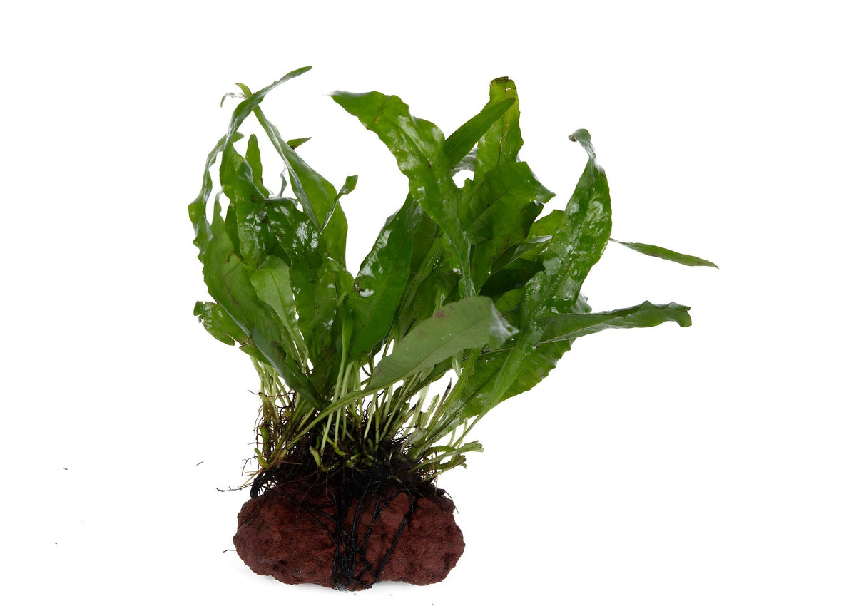 Microsorum pteropus