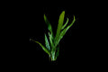 Microsorum pteropus 'Narrow leaf'